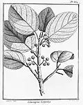 Coussapoa latifolia : Planche 362 accompagnant la description du genre Coussapoa par Aublet (1775)