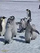 Crèche de poussins manchots empereurs.