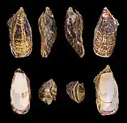 Crassostrea gigas (Ostreida).