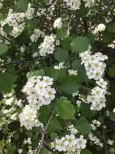 Crataegus chrysocarpa var. chrysocarpa, arbuste en fleurs à Montréal, au Québec.