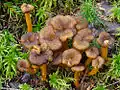 Photo de Craterellus tubaeformis