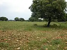 Galets au pied d'un arbuste