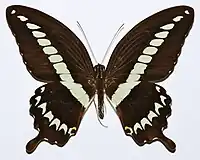 Papilio gigon gigon (avers)