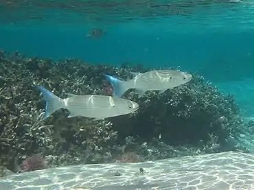 Un mulet à queue bleue (Crenimugil crenilabis)