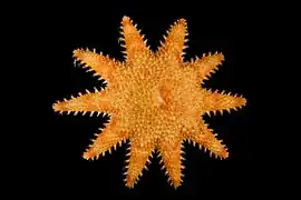 Crossaster squamatus