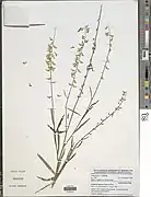 Crotalaria leprieurii.