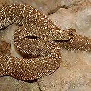 Crotalus durissus vegrandis