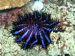 Acanthaster planci planci, typique de la forme du nord de l'océan Indien (ici à Koh Lanta)
