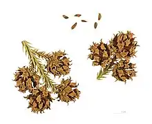 Cyprès du Japon  Muséum de Toulouse