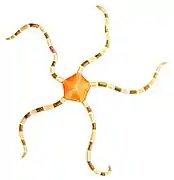 Cryptopelta callista