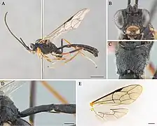 Cryptopimpla aspeculosus.