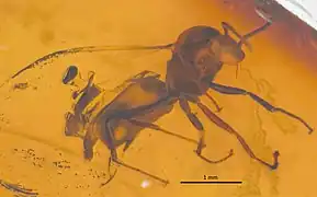 NHMW1984-31-232 profil.