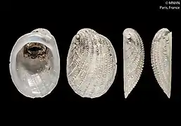 Ctenopelta porifera.