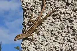 Anole brun(Anolis sagrei)