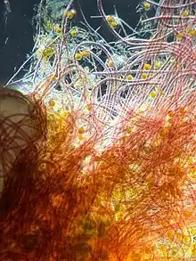 Cyanobacterie au microscope prélevé depuis un aquarium recifal