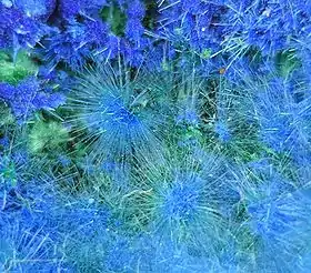 Image illustrative de l’article Cyanotrichite