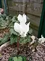 Cyclamen graecum f. album.