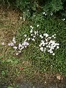 Cyclamens roses et blancs