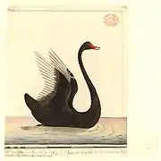 Un cygne noir, entre 1788 et 1792.