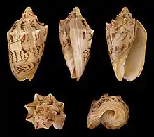 Cymbiola vespertilio matiyensis