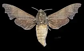 Avers de la femelle (coll.MHNT)