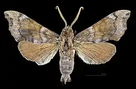 Face dorsale du mâle (coll.MHNT)