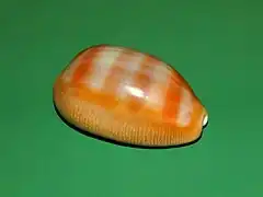 Lyncina schilderorum.