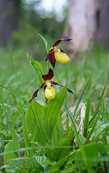 La fleur de Sabot de Vénus.