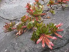 Cyrilla racemiflora.