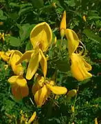 Détail des inflorescences.