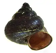 Cytora lignaria (Pupinidae)