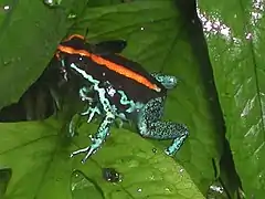 Vue complète de Phyllobates vittatus