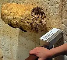 Fragment de défense fossilisé appartenant à un elephas antiquus daté d'environ 125&nbsp;000&nbsp;ans), comparable à celle mis en évidence à Isle-Aumont. Ce fossille est actuellement conservé et exposé au musée d'Angoulême.