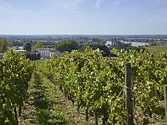 Les vignes