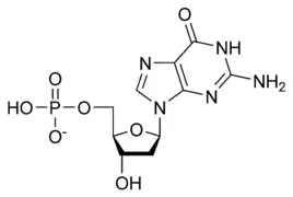 Désoxyguanosine monophosphate