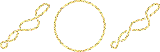 Trois topoisomères d'ADN : &nbsp;surenroulé négativement, relâché et surenroulé positivement