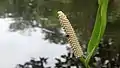 Inflorescence de Spathiphyllum humboldtii