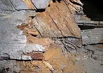 Bois dégradé par la Mérule.