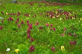Tapis d'orchidées alternant jaune et pourpre.