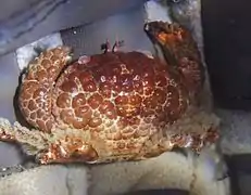 Daira perlata (exuvie)