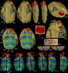 Spécimen aux membres conservés