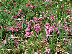 Daphné camélée - plateau du Jura