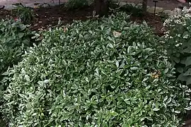 Daphne odora 'Aureomarginata'