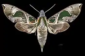 Face dorsale de la femelle(coll.MHNT)