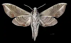 Revers de la femelle(coll.MHNT)