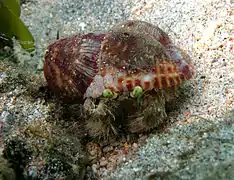 Pagure à anémones (Dardanus deformis)