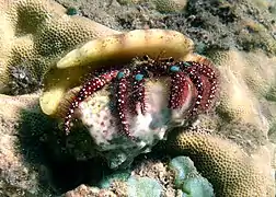 Bernard-l'ermite à taches bleues  (Dardanus guttatus) dans une coquille désaffectée de Strombus lentiginosus