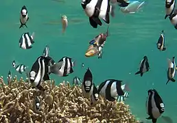 Un banc de demoiselles à trois bandes noires de l'océan Indien (Dascyllus abudafur)