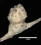 Chrysogorgia squamata