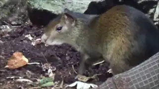 Ménagerie du jardin des plantes Paris/France